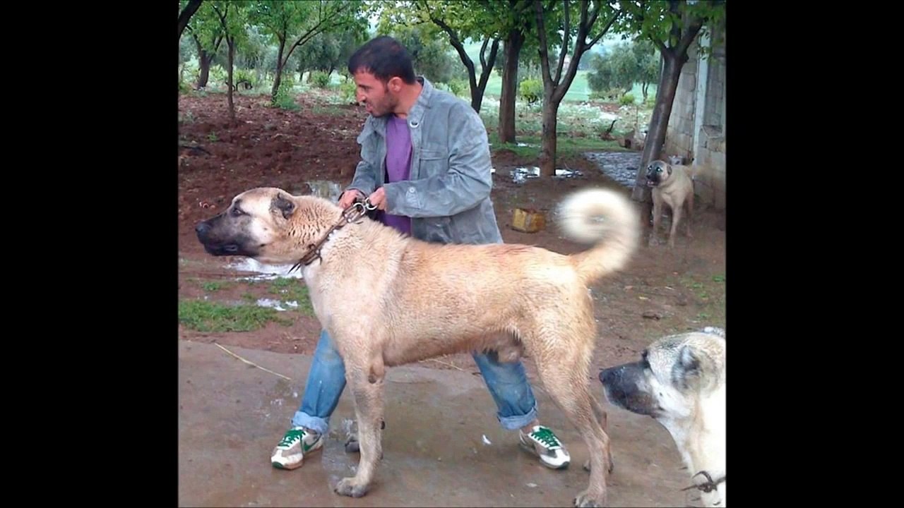 Sivas Kangalları ve Sait Kurtay