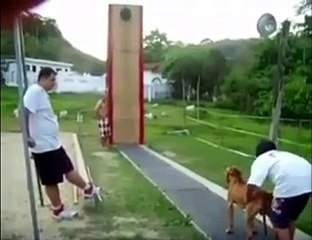 Amazing & Very Talented Dog - JeeAli