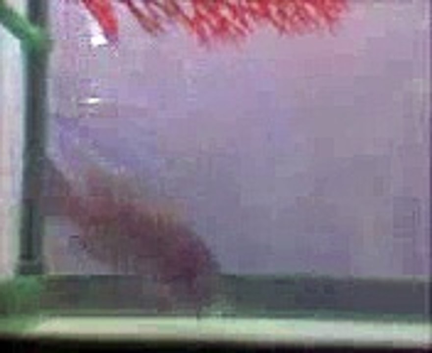 Pregnant Female Pseudotropheus Kingsizei and Dominant Male