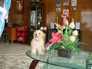 MY terrier poodle(MIX)video