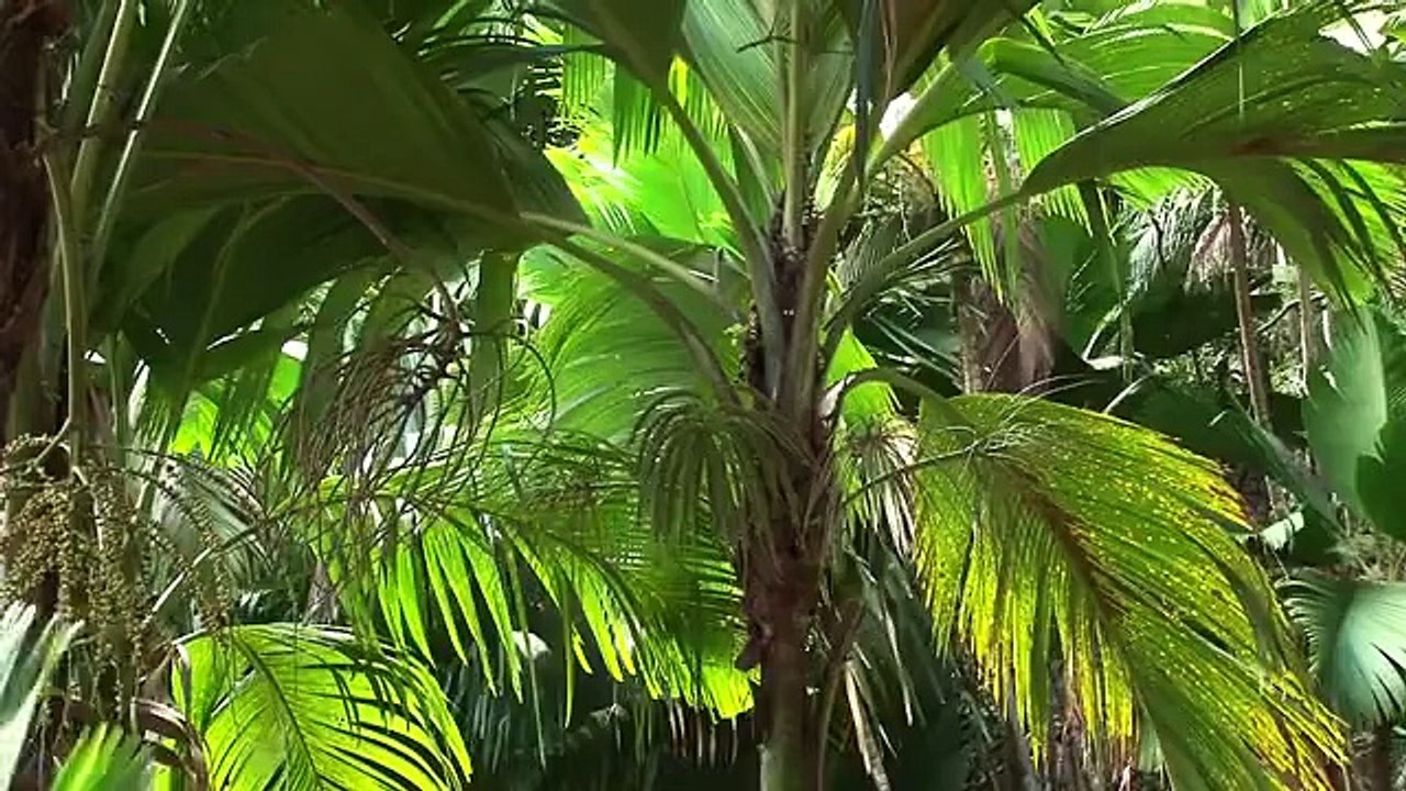 Seychelles 2012, promotion Touristique