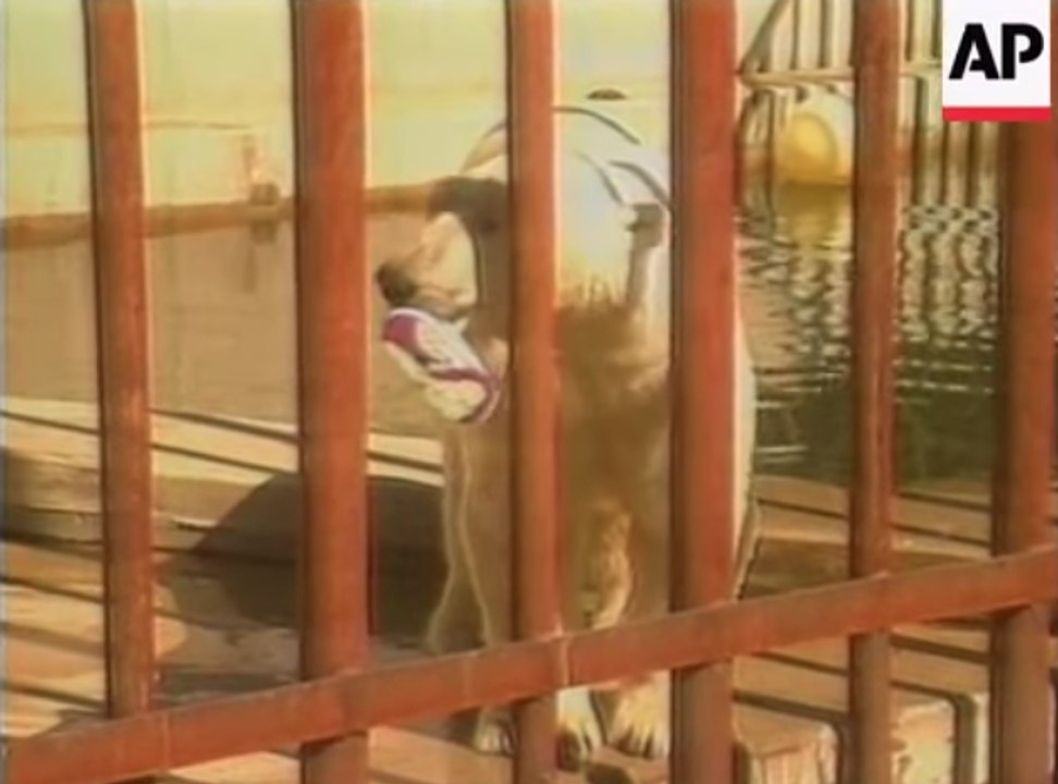 TERRIFYING Footage of Polar Bear Attack | What's Trending Now