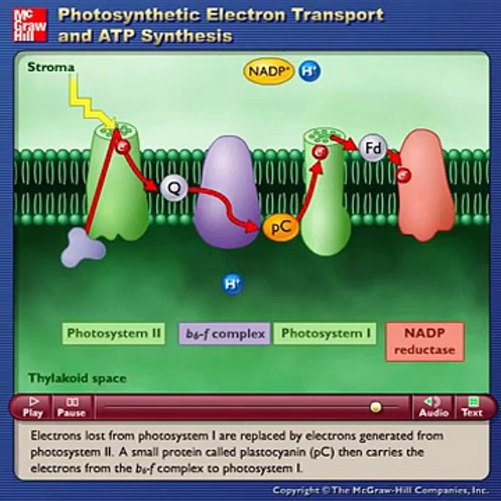 Photosynthetic Electron Transport and ATP Synthesis