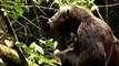 Primate Safari Africa, Kibale Chimpanzee Trekking, Chimp Tracking in Uganda