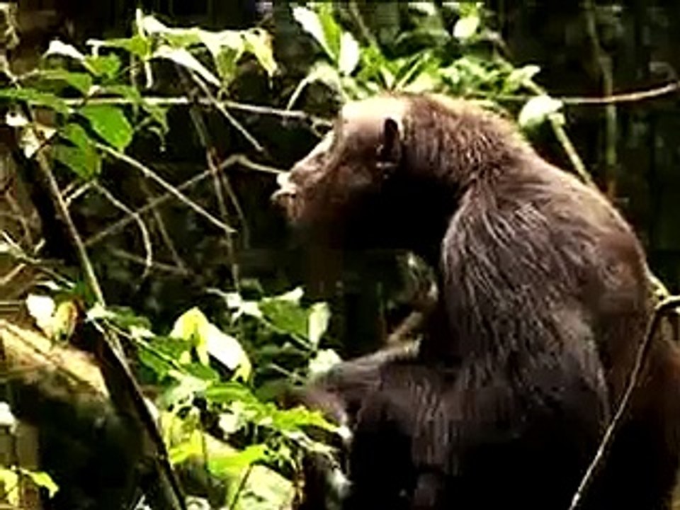 Primate Safari Africa, Kibale Chimpanzee Trekking, Chimp Tracking in Uganda