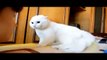 10 HOURS Epic Funny Cats ! BIGGEST Cats Fails Compilation