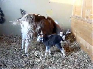 Ziegenhof Gülzer Geißen - Rosi und ihr neugeborenes Lamm