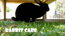 Feeding Rabbit Pellets | Animals are us