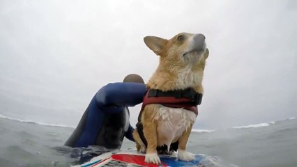 Up-close footage of surfing Corgi!