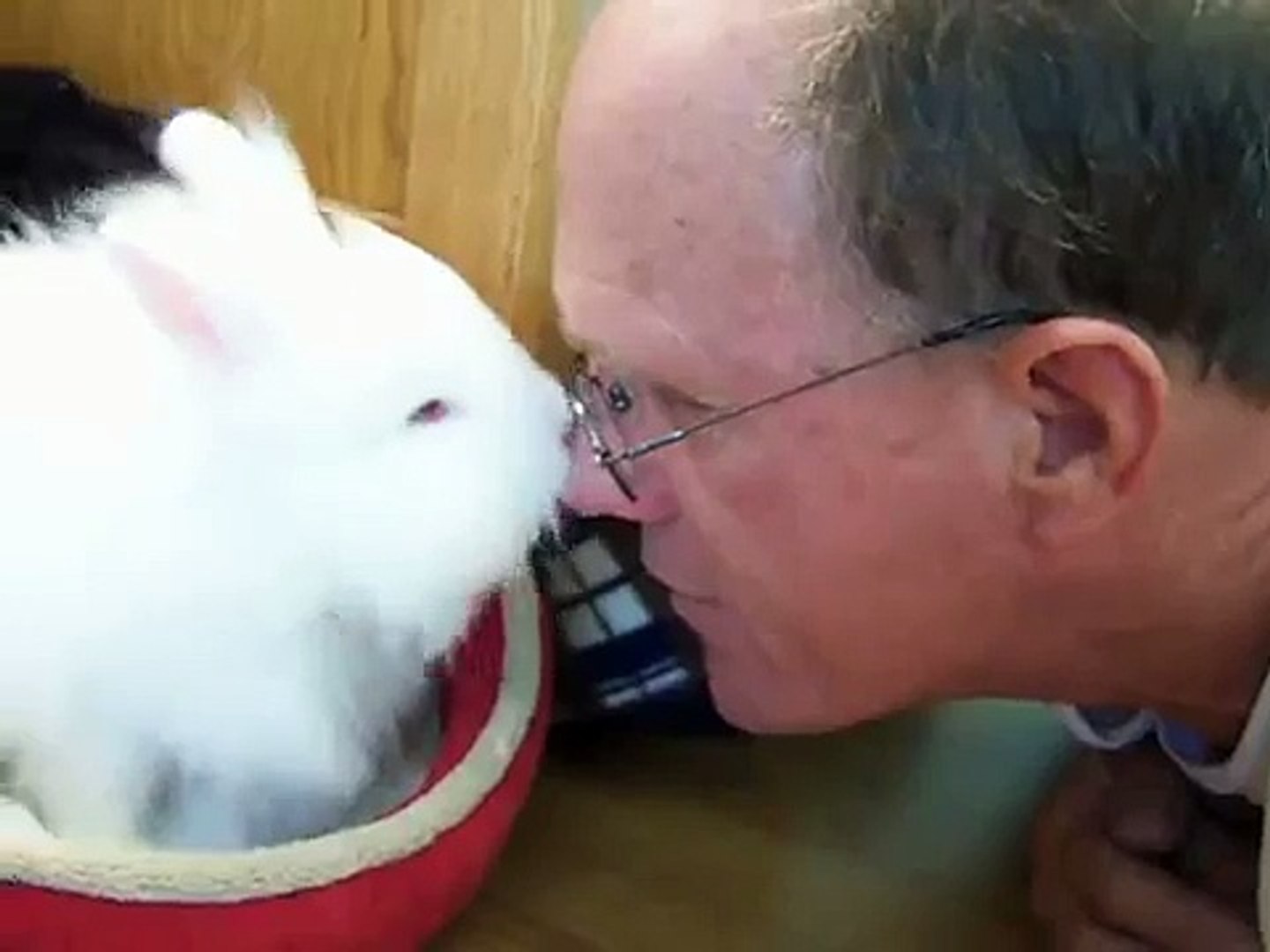 ⁣White Fluffy Long Haired Lionhead Bunny Giving Kisses