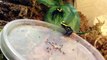 HD Feeding Cobalt Dyeing Poison Dart Frogs (Dendrobates tinctorius) 2