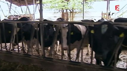 Tour d'Europe des filières de l'élevage