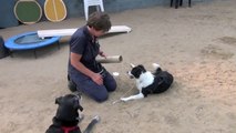 Thinking puzzles!- clicker dog training tricks