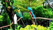 Colorful Parrots from Amazon Jungle of Birds