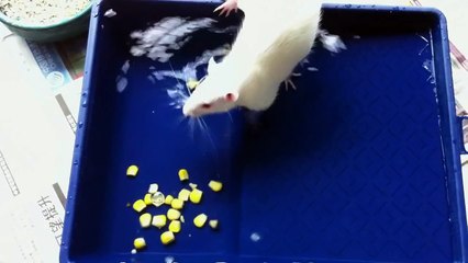 Free roaming rat adventures - hilariously cute pair of pet rats
