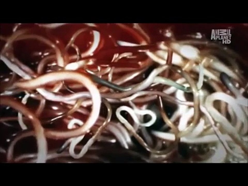 The Ascaris Roundworm