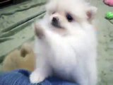 Tiny White Pomeranian playing, so cute! The Bomb Poms puppies for sale.
