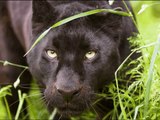 Завораживает...Черная Пантера. Black Panther