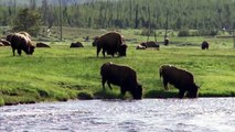 Woman Tries To Take Selfie With Yellowstone Bison, Gets Attacked