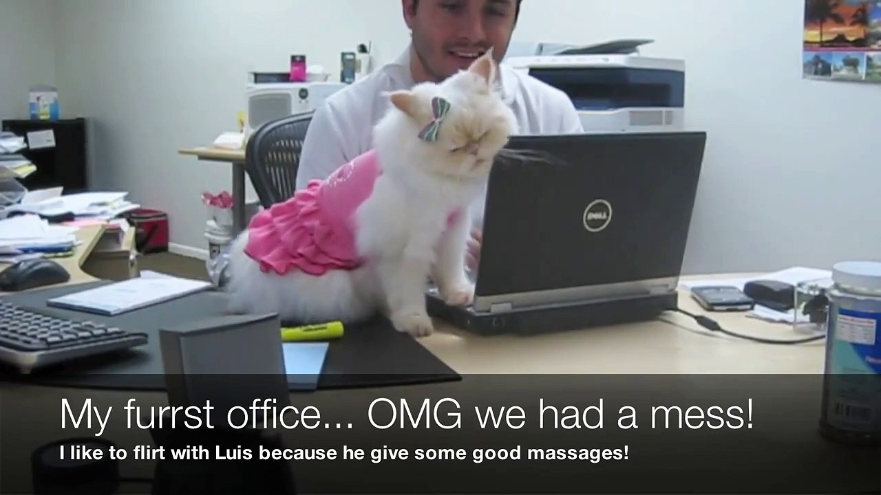 Working Jun 2009 - The fashion kitty