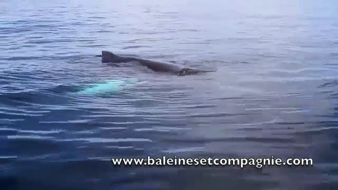 Il était une fois, des baleines à bosses (Saint Pierre & Miquelon)