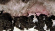 Terracarnica Lagotto Romagnolo Puppies - Day 7