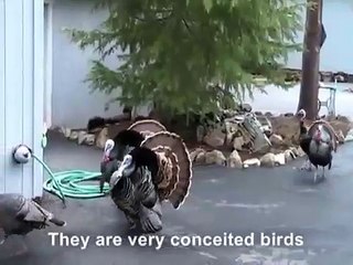 Gander and Turkey Fight