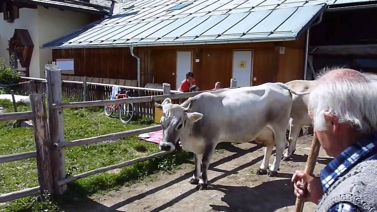 Furgles Alm Die Kühe werden in den Stall zum Melken gebracht Nr.4..MOV