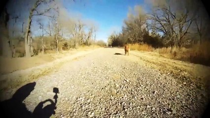 Un chien rencontre sa mère pour la première fois depuis sa naissance