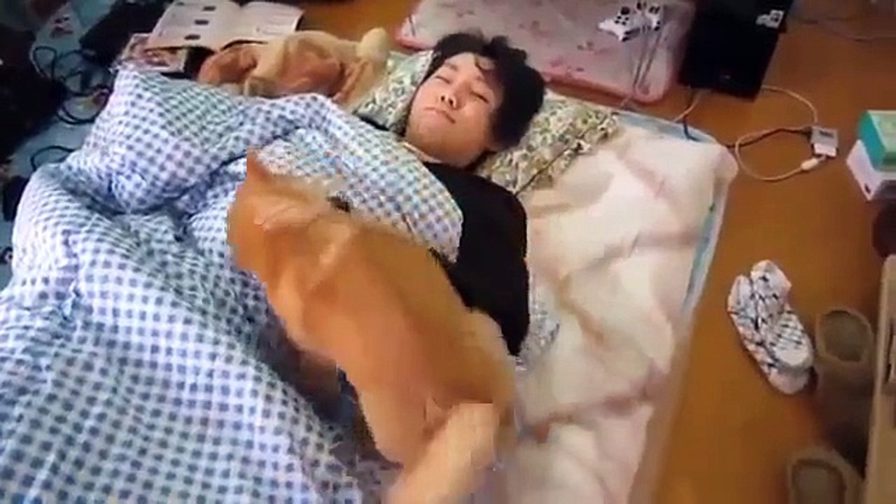 Funny Videos Dogs And Cats, Funny and Cute Anim...