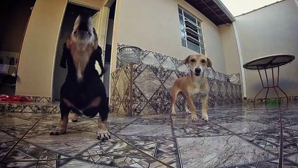 A Dog Vs a Remote Control Car