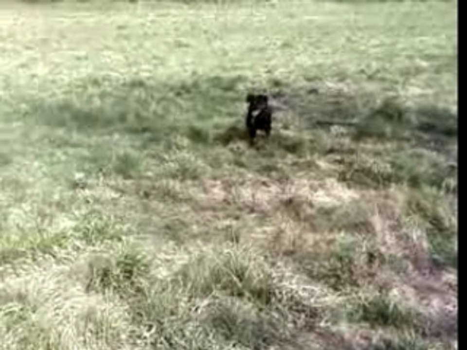 caniche avec brindille !!
