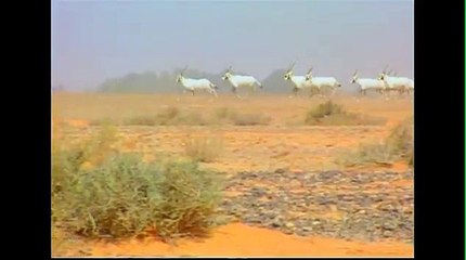 اغنية اطفال ارنب وغزال Teach Kids Arabic - Arabic Song Dear and Rabbit