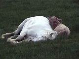 Horse Caring For Cute Baby Orphaned Calf Sleeping