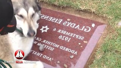 Abandonó A Su Perro En La Calle Pero Nunca Pensó Que Pasaría Estó. No Puedo Parar De Llorar