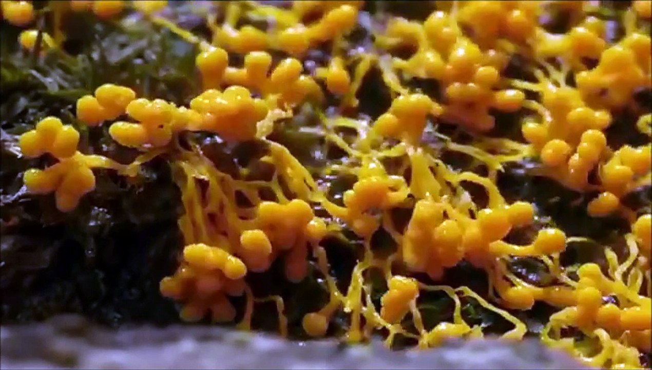 Terence McKenna - The Mushroom Speaks