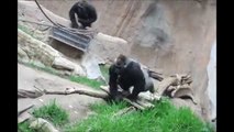 Gorillas im Leipziger Zoo