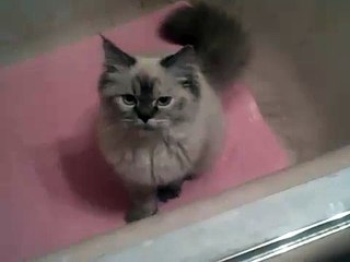 Kitty in the bathtub!