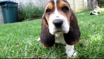 Basset Hound Puppies in HD! - 5 weeks old