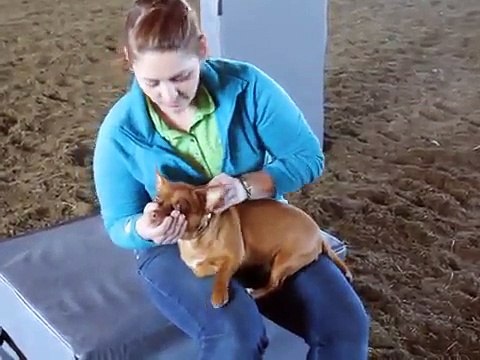 Animal chiropractor Dr. Martin-King demonstrates chiropractic adjustment of a small dog.
