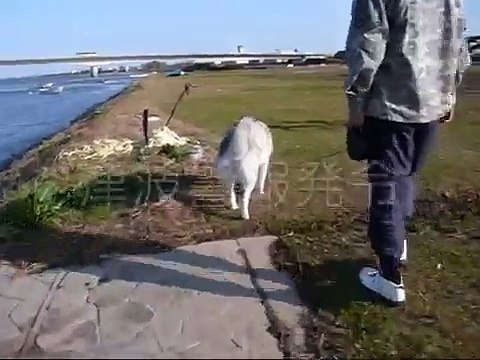 2010.FEB.28th Tsunami Alert in Miyazaki-city,Japan. so small tsunami