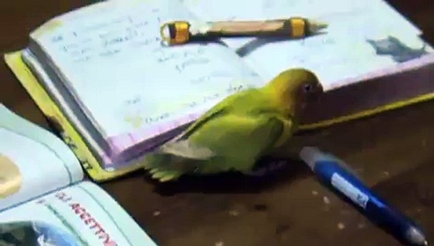 Stellina a 50 giorni, lezioni di volo - pappagalli inseparabili