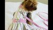moda canina-perros-dogs-vestido-diseños-pincher miniatura-chihuahua