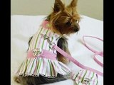 moda canina-perros-dogs-vestido-diseños-pincher miniatura-chihuahua