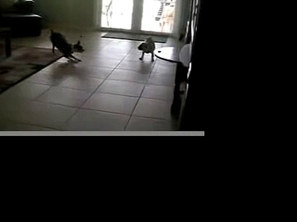 Puppy Fun