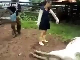cow fighting New