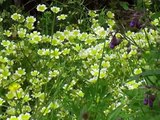 A FOREST GARDEN YEAR  Perennial crops for a changing climate  by Martin Crawford