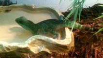 Chinese Water Dragon playing in the water