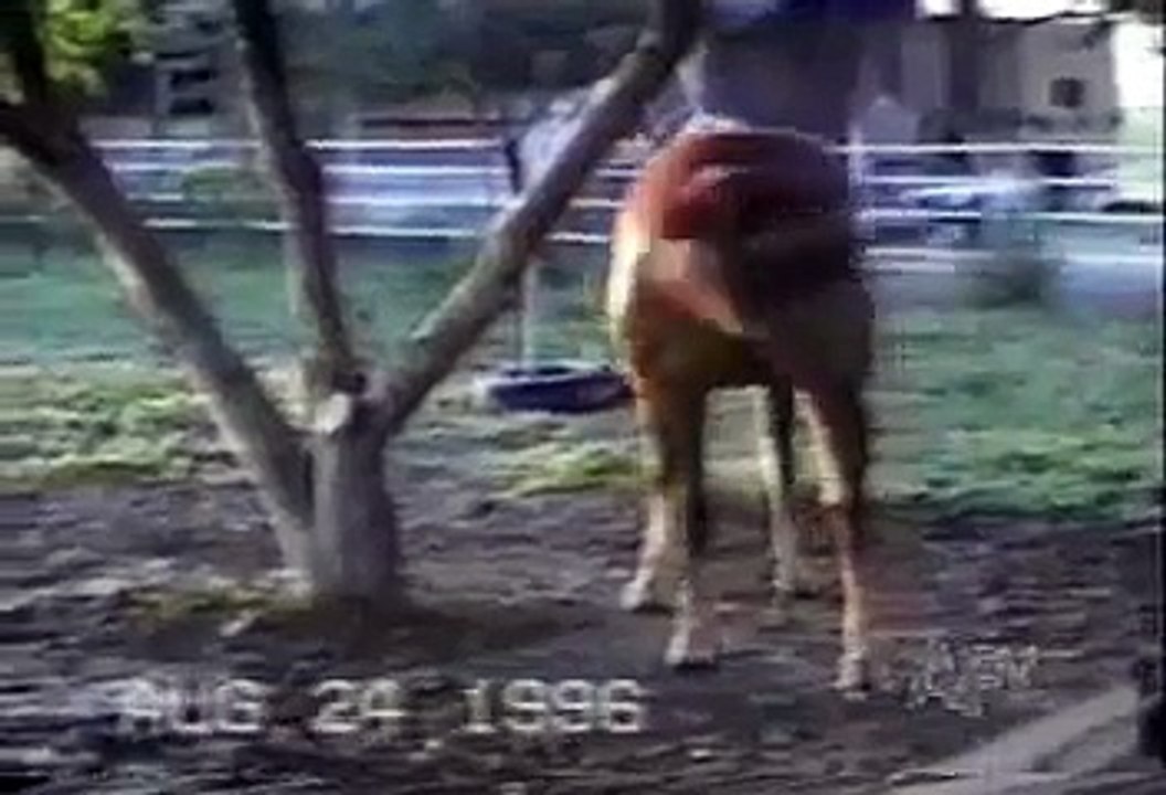 Funny Animal - Best Fun- Animal Stories Fun - World Best and Amazing videos