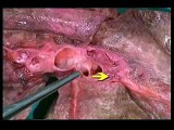 anatomia veterinaria - cavidad torácica 3